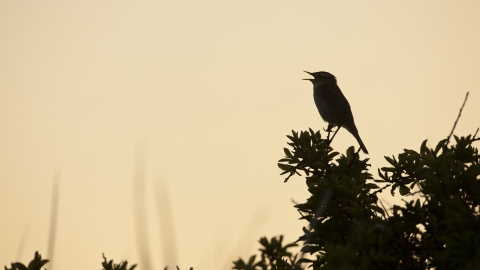 dawn chorus