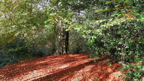 autumn leaves