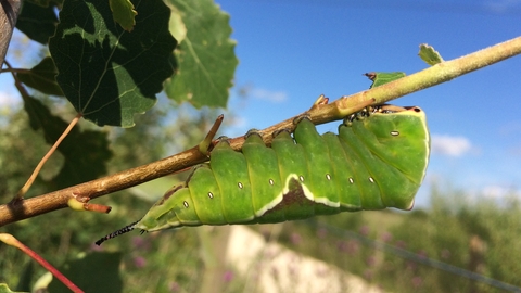 A fat, green puss moth caterpillar clings to a thin branch