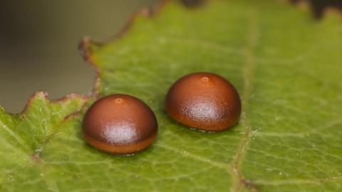 Two reddish-brown puss moth eggs laid on an aspen leaf