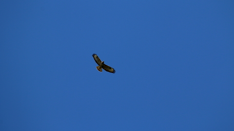 Buzzard