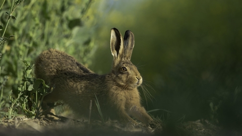 Brown hare Lepus europaeus An adult stretching on fringes of a field of rapeseed.