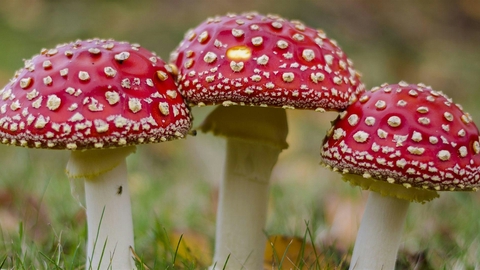 Fungi