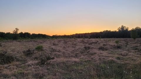 Holcroft Moss