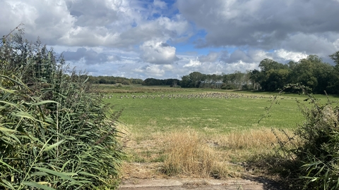 Picton Pastures
