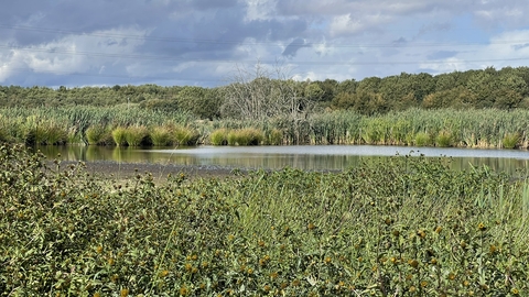 Picton Pastures