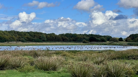 Picton Pastures
