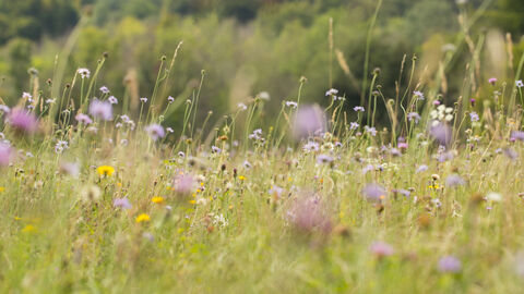 Wildflower meadow from ground level with woodland behind