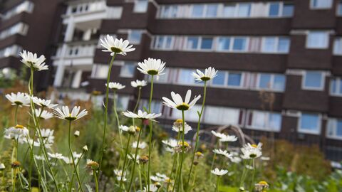 Oxeye daisies standing tall in front of a block of flats