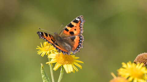 Tortoiseshell Butterfly feeding on a yellow flower, greenery blurred in background 