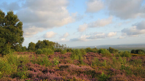 Image of Cleaver Heath.