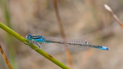 Blue Dragonfly perched on a blade of grass
