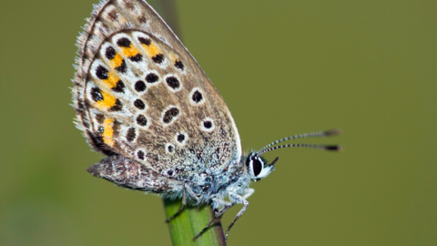 Zoomed in photo of a Silver Studded Blue Butterfly perched on a blade of grass