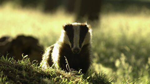 badger in the field