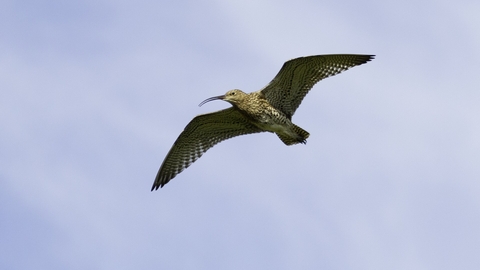 Curlew