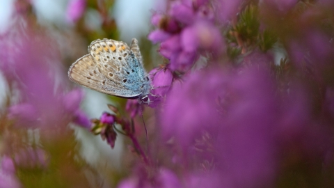 butterfly on heather