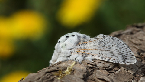 A big, fluffy puss moth resting on a tree branch