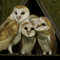 barn owls