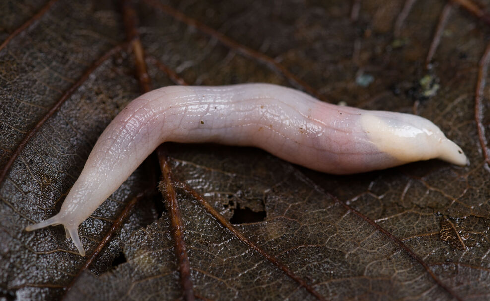 Ghosts, goblins and witches | Cheshire Wildlife Trust