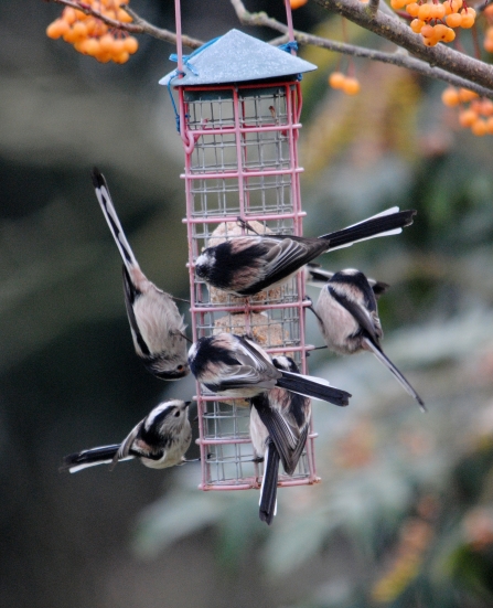 Long-tailed tits on feeder c. Amy Lewis