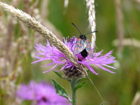 Burnet moth c. Claire Huxley