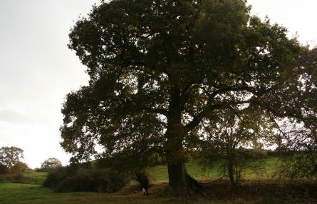 Oak tree in path of HS2