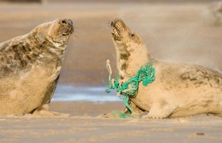 seal with net around neck c. Tom Marshall