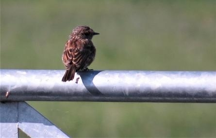 Stonechat c. Steve Holmes