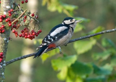 Compstall Nature Reserve c. Bob Coyle