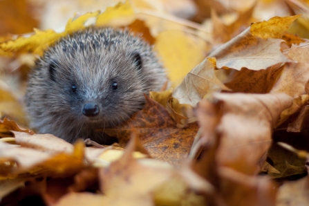 Hedgehog c. Tom Marshall