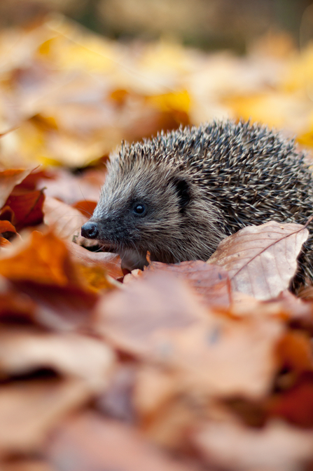 Hedgehog c. Tom Marshall