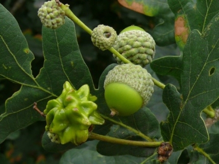 Knopper gall