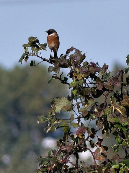 Stonechat