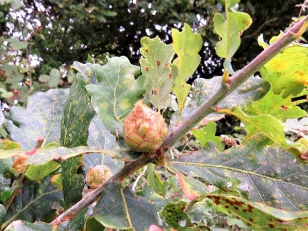 Artichoke gall