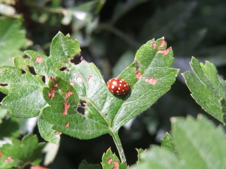 Cream spot ladybird