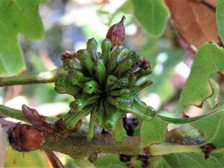 Turkey oak gall