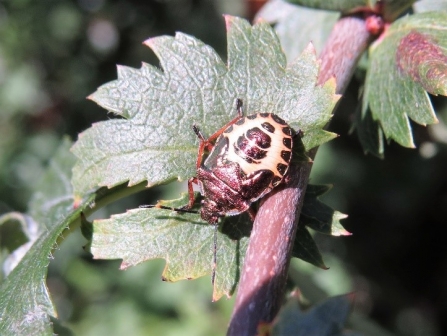 Shieldbug