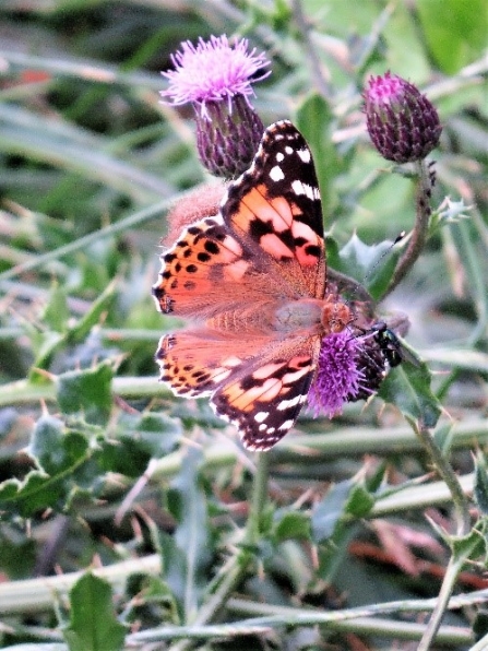 Tortoiseshell