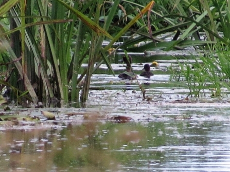 Tufted duck