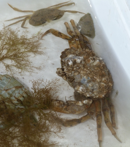 Crabs c. Claire Huxley