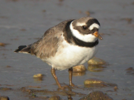 Common ringed plover c. Dave Appleton