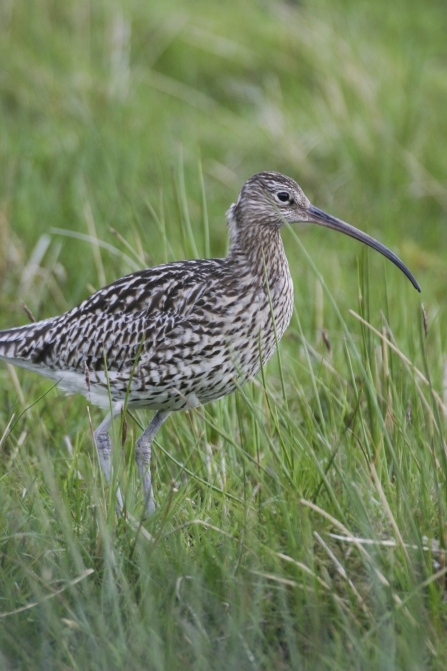 Curlew