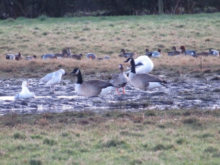 European white-fronted goose c. Steve Holmes