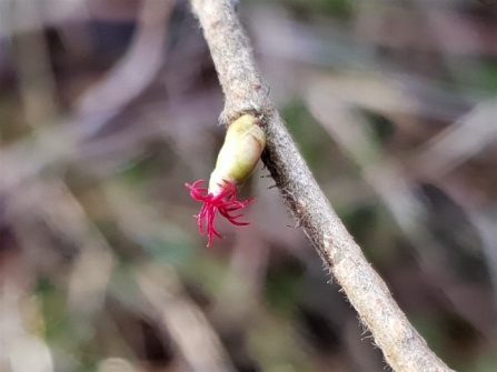 Female hazel flower c. Steve Holmes