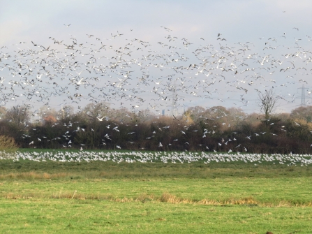 Gulls in flight c. Steve Holmes