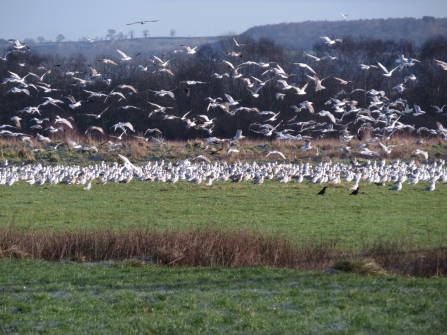 Gowy Gulls c. Steve Holmes