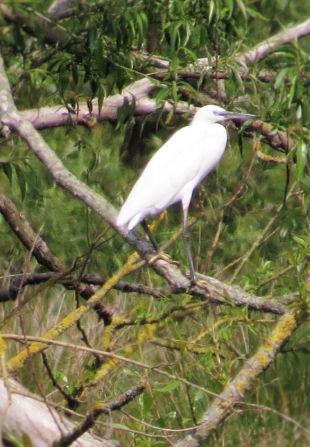 Little egret c. Steve Holmes