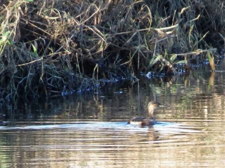 Little Grebe c. Steve Holmes