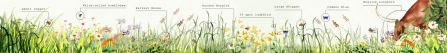 Meadows and species c. Somewhere Off The Grid