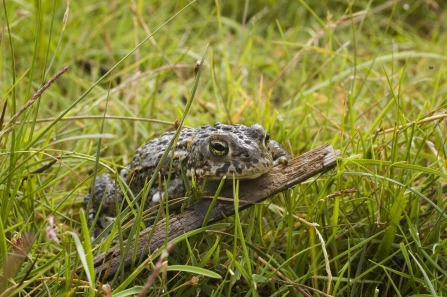 Natterjack toad c. Rose Manby